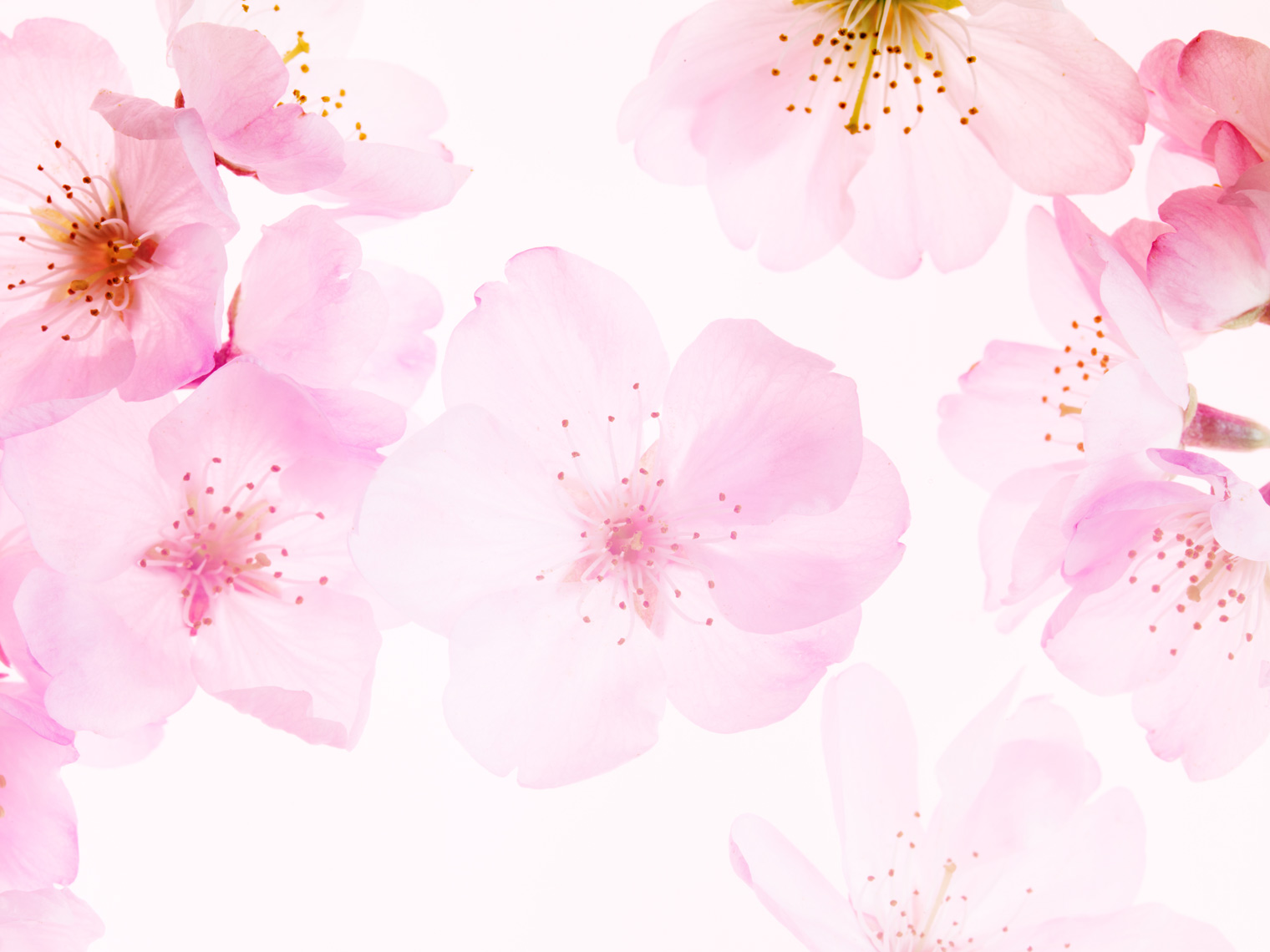 LB_Blossom_02-DUP.jpg