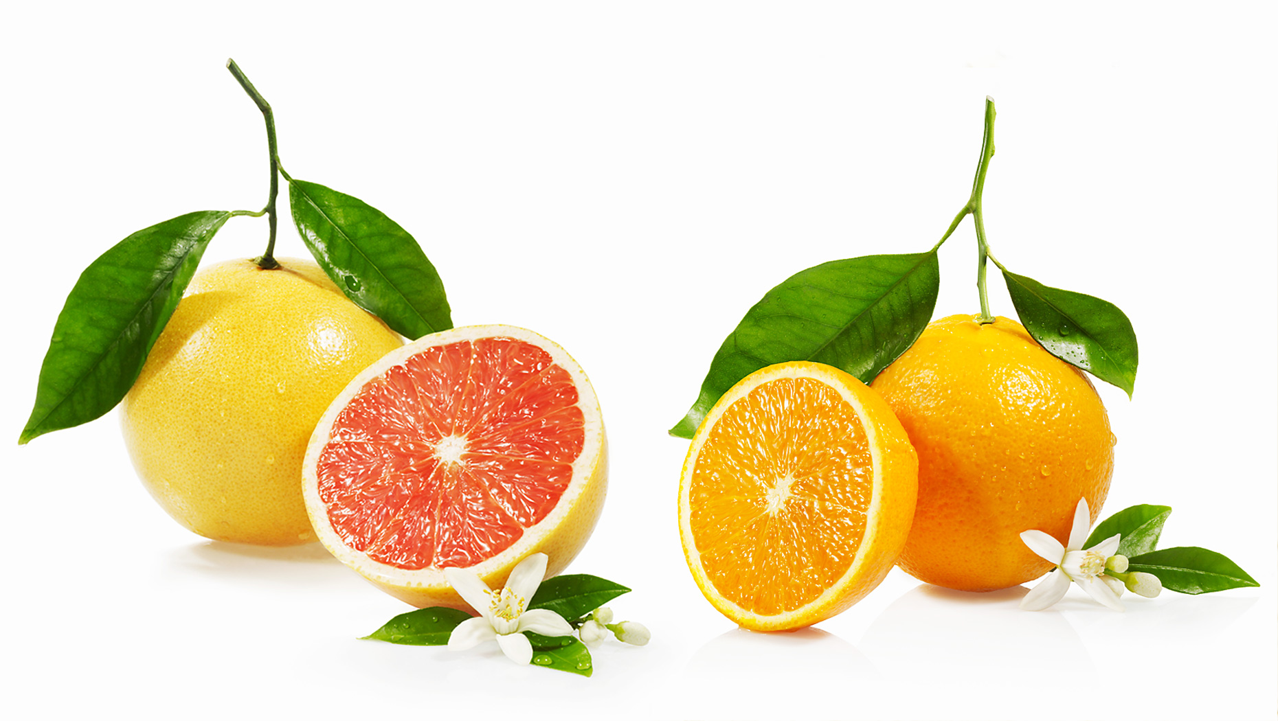 citrus-DUP.jpg