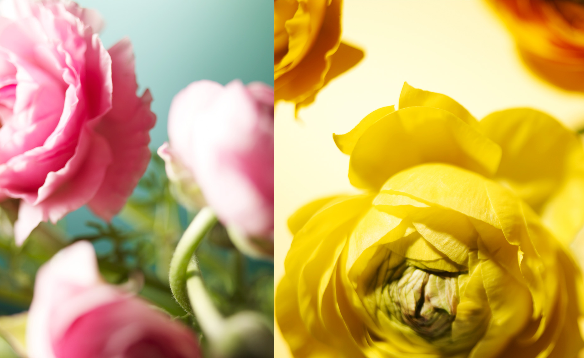 flower-composite.jpg