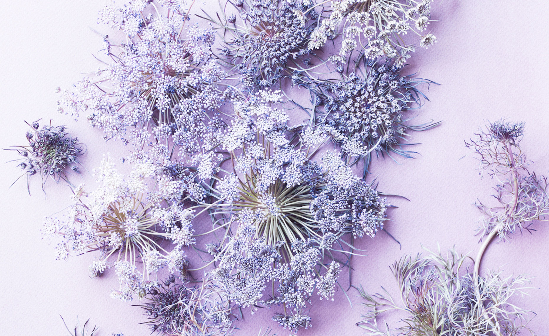flowers_lavender_3